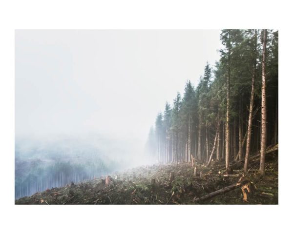 Forests Being Cut Down