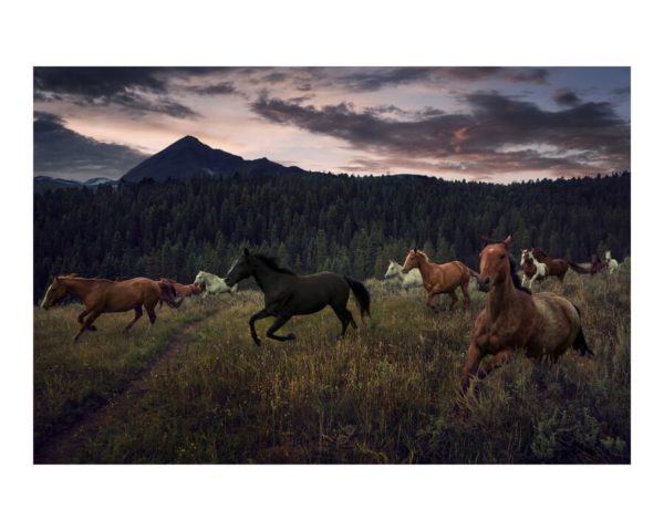 Wild Horses Runnin Through A Field In Front Of A Forest