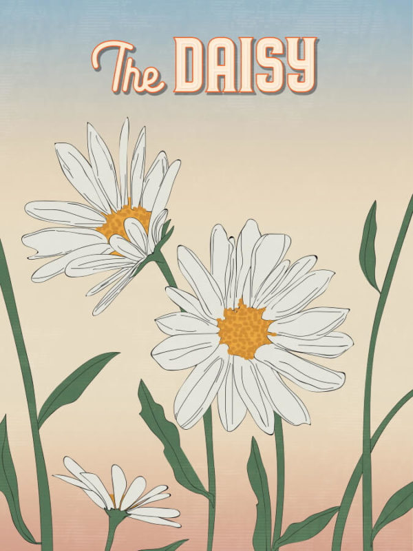 White Daisy Flowers Illustration
