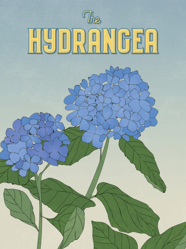 Blue Hydrangea Illustration