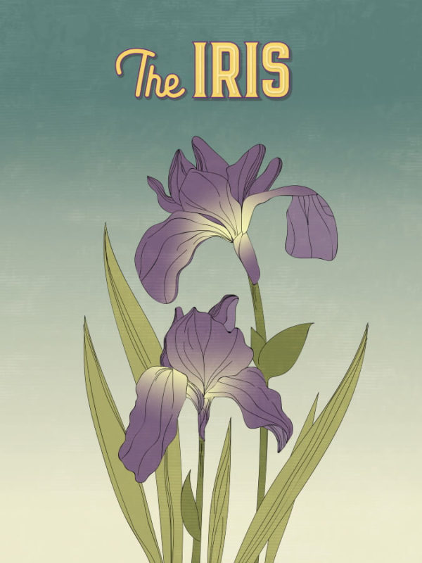 Purple Iris Illustration