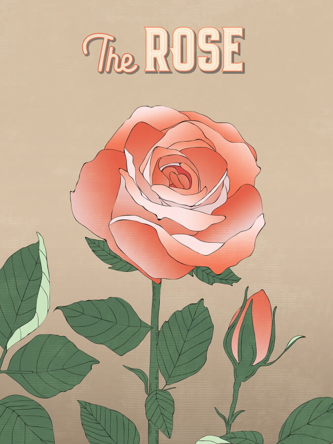 Pink Rose Illustration