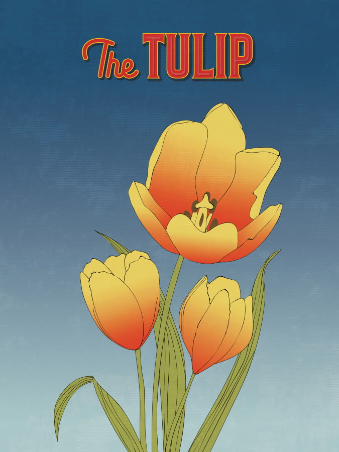 Orange Tulip Flower Illustration