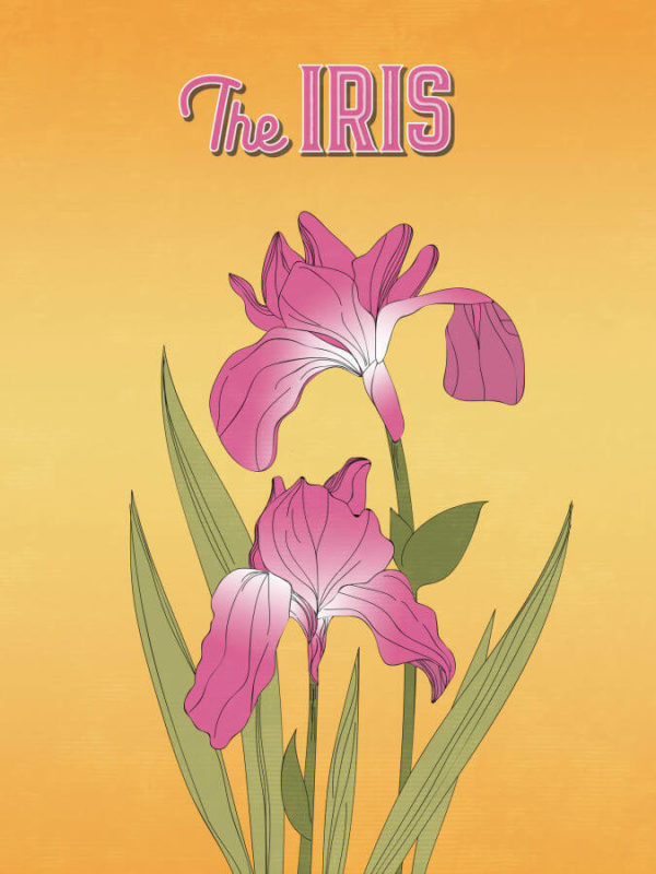 Bright Pink Iris Poster Wall Art