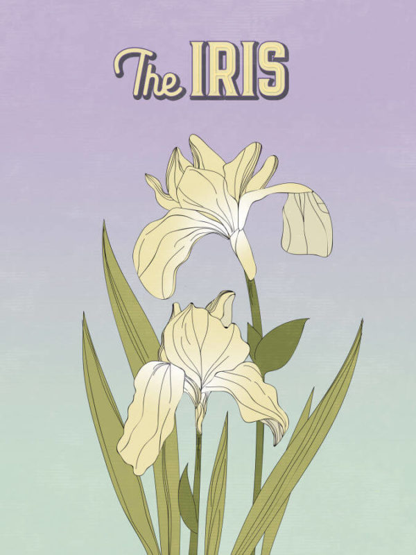 Pale Lilac Iris Poster Wall Art