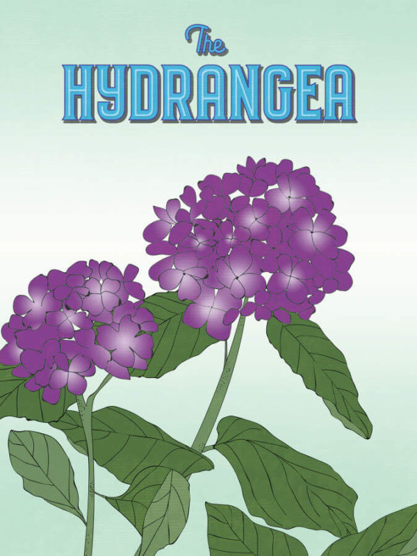 Strong Purple Hydrangea Poster Wall Art