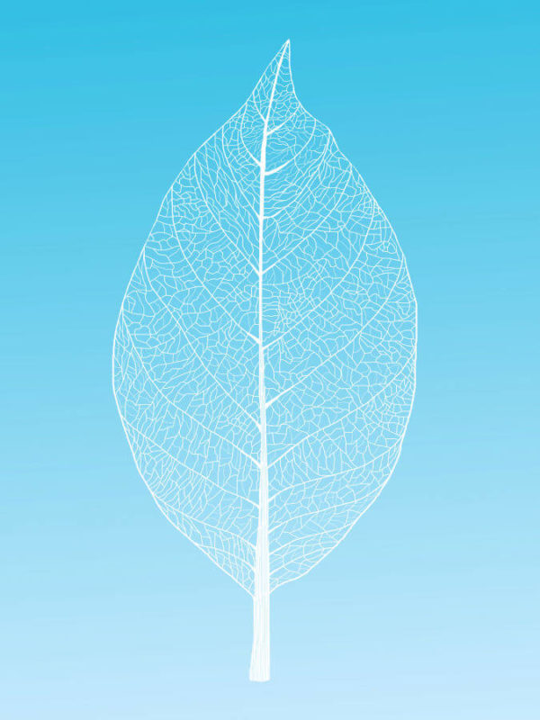 Leaf Cool Abstract Poster