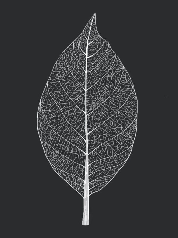 Leaf Dark Abstract Poster